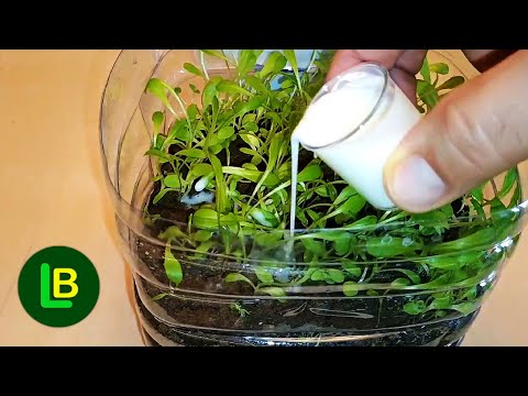 Видео: Как вырастить салат в пластиковой бутылке в качестве мини-теплицы