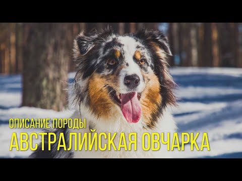 Видео: Собака аусси – порода Австралийская овчарка. Описание породы Australian Shepherd