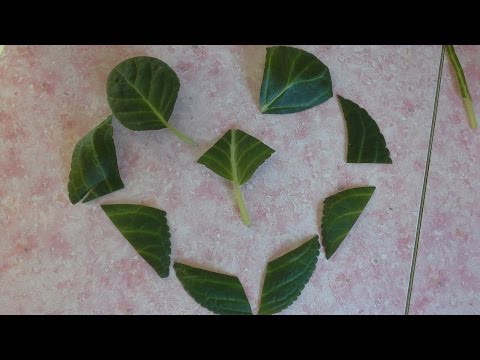 Видео: Размножение Глоксиний листом и его фрагментами легко и просто!