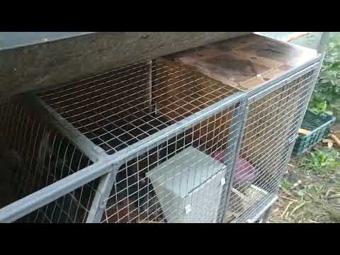 Видео: двухъярусная клетка для кролей из профиля 20*20