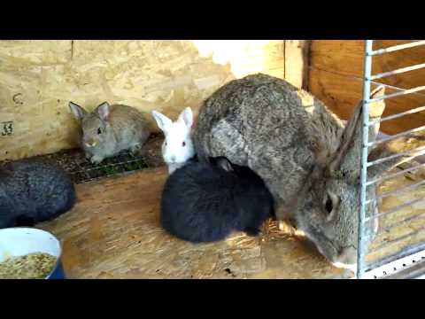 Видео: Разведение Кроликов Дедовский способ.!!