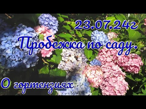 Видео: 23 07 24г   СЖАТО   Пробежка по саду  О гортензиях