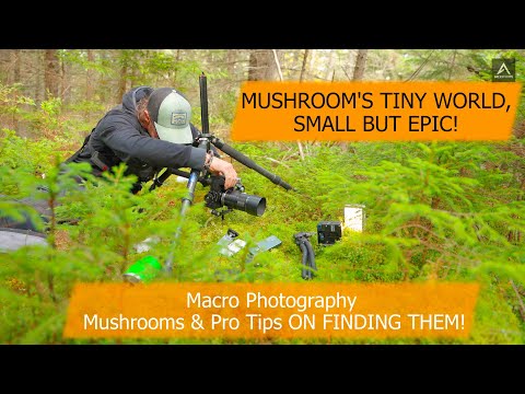 Видео: Как осветить макроснимки грибов на открытом воздухе: простая светодиодная установка