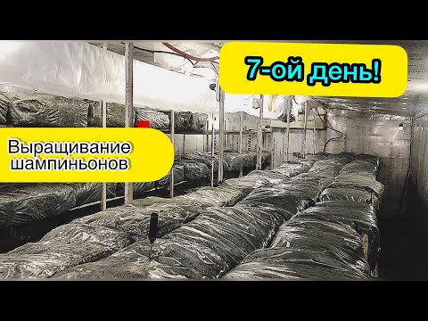 Видео: Грибные блоки на 7-ой день. Как выглядят брикеты до появления шампиньонов? Бизнес дома.