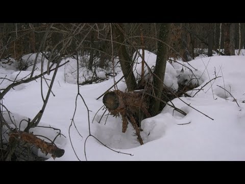 Видео: Чей в лесу валежник?
