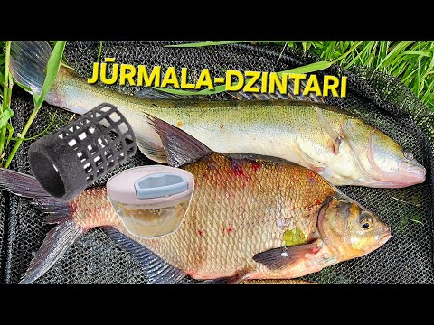 Видео: ловля леща и судака ,В самом красивом городе Латвии-DZINTARI GROUNDBAITS Special mix - Bisquit Bream