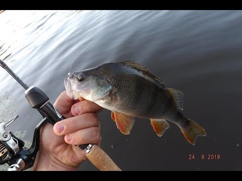 Видео: Мормышинг в протоках на Верхнем Днепре.