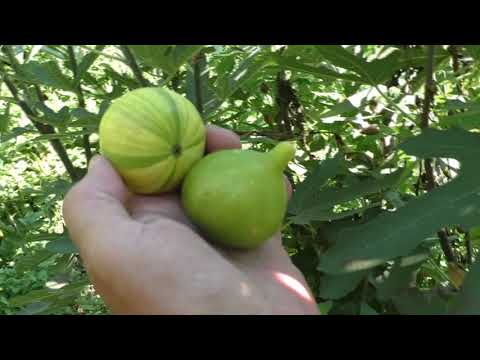 Видео: Инжир Панч  Panache основной урожай 2