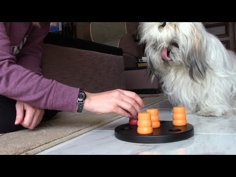 Видео: Ши тцу играет в "Солитер" | Интеллектуальная игра для собак