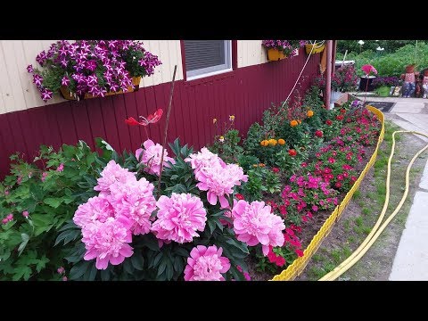 Видео: Дача в Сибири в начале июля.