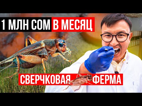 Видео: Мини БИЗНЕС на Дому с МИНИМАЛЬНЫМИ вложениями. Сверчковая ферма – обзор