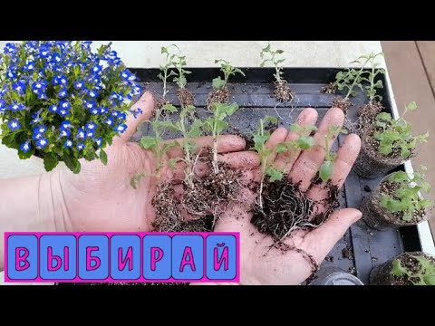 Видео: Лобелия! В чём укоренить, что бы не потерять редкие и слабые черенки? Вермикулит или торф-что лучше?
