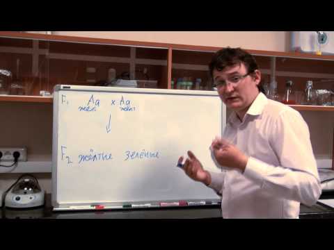 Видео: Генетика. Моногибридное скрещивание. Основы теории наследственности.