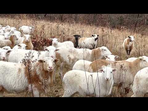 Видео: Овцы — животные на нашей ферме, требующие наименьших трудозатрат.