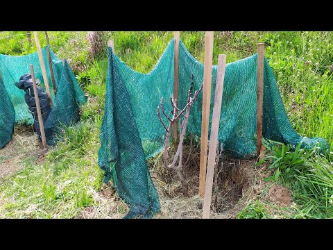 Видео: Результат перезимовки инжира с моим укрытием (зима 2022-2023 гг.)
