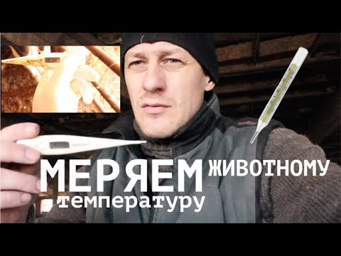 Видео: КАК ПОМЕРЯТЬ ТЕМПЕРАТУРУ ЖИВОТНОМУ И ГЛАВНОЕ ЗАЧЕМ?