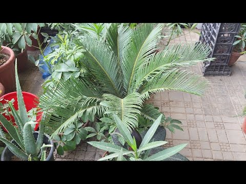 Видео: ЖИЗЗАХ ОРОМ БОЗОРИГА БОРДИМ 🪴🪴🪴🌵🌵🌵🌵