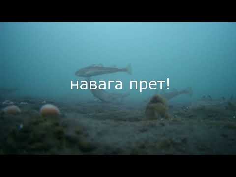 Видео: Навага. Зубарь. 13 января 2023. Рыбалка в приморском крае. Шкотовские меляки. Махалки.
