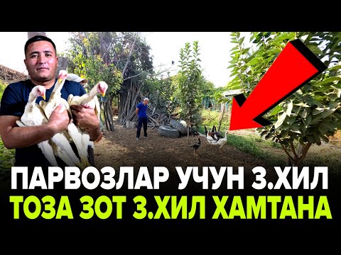 Видео: ПАРВОЗЛАР УЧУН ЗУР ЯНГИЛИК ИККИ ХИЛ ТОЗА ЗОТЛА КЕЛДИ ШОКДАМАН ТУЛИК ВИДЕО