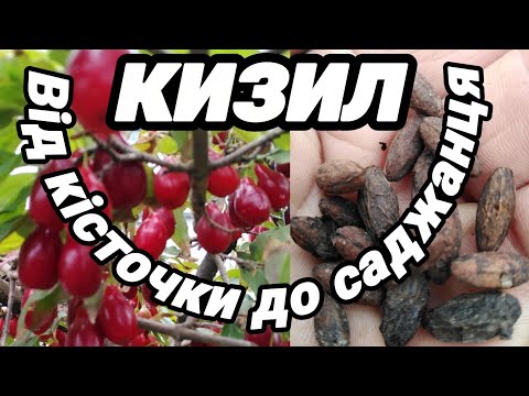 Видео: 1.10.25. Кизил від А до Я. Посадка насіння і готовий саджанець.Скільки років потрібно?🤔