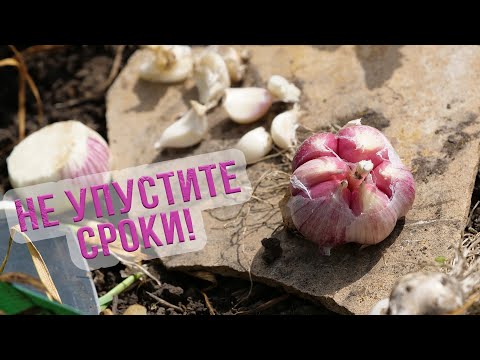 Видео: Уборка чеснока. Когда копать яровой чеснок