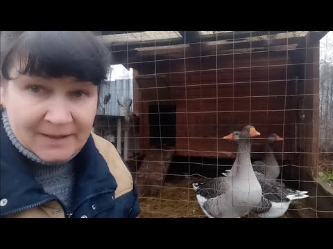 Видео: Непрошеный гость/ Енот/ Собака сработала/ Привезли ГУСАКА/Определяем Гуся от Гусыни😊
