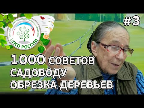 Видео: Советы по обрезке плодовых деревьев и уходу за садом. Ответы на вопросы по обрезке деревьев.