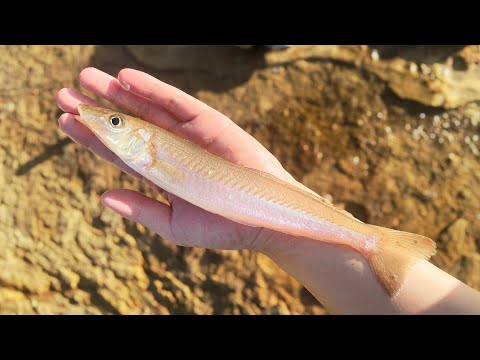 Видео: Рыбалка для приготовления лучшего суши.