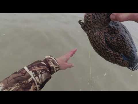 Видео: Первая охота на утку 2024