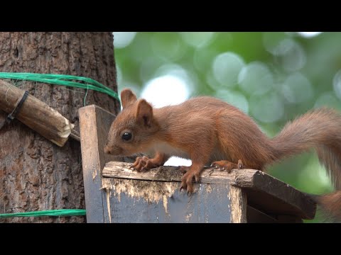 Видео: Бельчонок и кормушка. Зарисовка / A squirrel and a feeder. The sketch