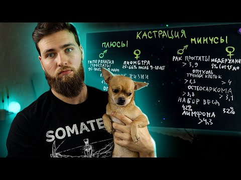 Видео: Кастрация собак - за и против / Зачем нужна стерилизация?