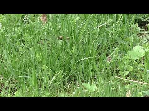 Видео: Какой газон выбрать? Результаты эксперимента через год