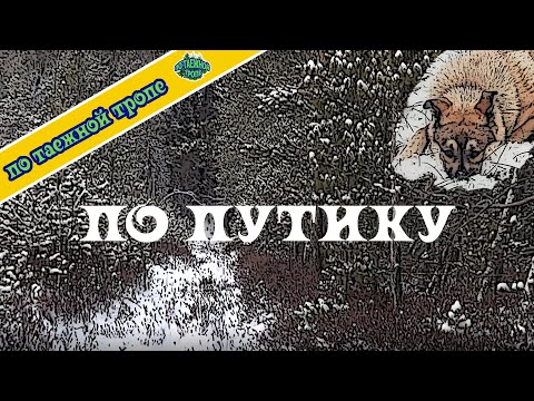 Видео: Промысел в тайге. Охота в Сибири. Соболь