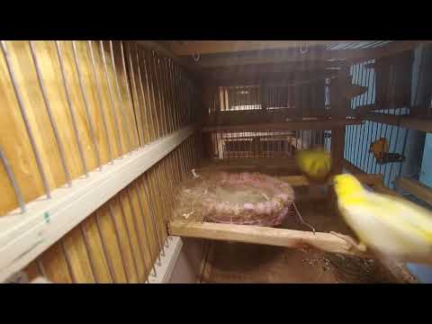 Видео: Канарейки. Процесс строительства гнезда с 1 по 5 день.