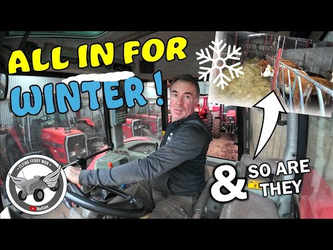 Видео: ОНИ ВСЕ ГОТОВЫ К ЗИМЕ, И КОРОВЫ ТОЖЕ!!