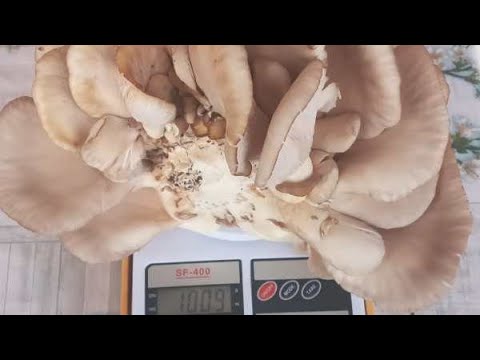 Видео: Шогирдимиз Водиллик Уктам акамиз янги  иш бошлаганлар Кузикорин етиштириш буйича нави- Вишенка