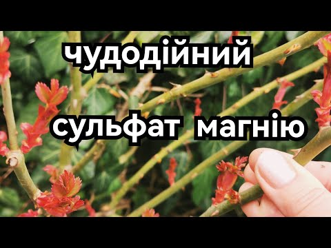Видео: Сульфат магнію - стимулятор і антистрес для троянд🌹 і не тільки. Перше підживлення 🔥