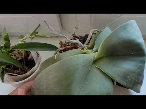 Видео: Цветение сентября 2024