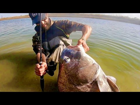 Видео: СТРАННЫЙ МОНСТР ПОПАЛ В ГОРОДСКОЙ КАНАЛ!!! (ОГРОМНЫЙ)