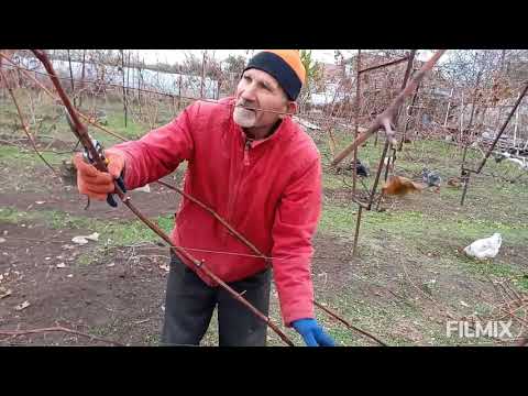 Видео: ОБРЕЗКА ВИНОГРАДА ДУБОВСКИЙ РОЗОВЫЙ