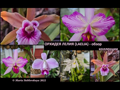 Видео: ОРХИДЕЯ ЛЕЛИЯ (LAELIA) - обзор коллекции