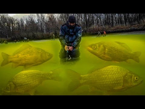 Видео: это КОНИ а не КАРАСИ! ловля ОГРОМНОГО карася  зимняя рыбалка 2022. шикарный клев крупного карася.