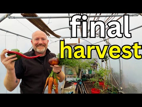 Видео: Последний сбор урожая в политуннелях и наверстывание упущенного | Садоводство и выращивание проду...