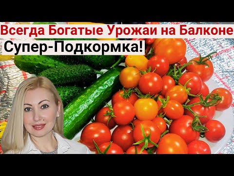Видео: Огурцы и Помидоры Вмиг Пойдут в Рост От Этой Подкормки. Обильный Урожай в Огороде На Балконе 2023