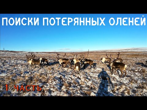 Видео: Поиск потерянных оленей, добыча дикого оленя осень 2024