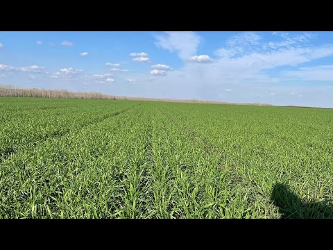 Видео: Озимая пшеница. Урожай 2026. Белгородская область. 