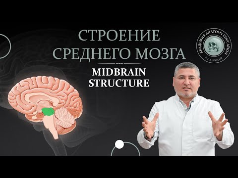 Видео: Средний мозг. Строение среднего мозга. Midbrain structure