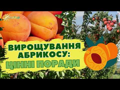 Видео: Вирощування абрикос: морозостійкі сорти, підживлення та прорідження 🍑