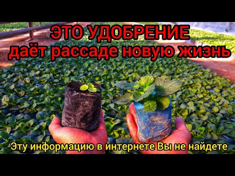 Видео: ЭТО УДОБРЕНИЕ ЭФФЕКТИВНЕЕ ЧЕМ ТОННА НАВОЗА. Для любой рассады 🌱 которая сидит жёлтая и не растёт.🔒🔑🔓