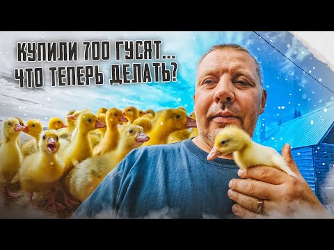 Видео: Гуси сезон 2023: покупка, доставка, первые сутки жизни. "Мое Подворье"